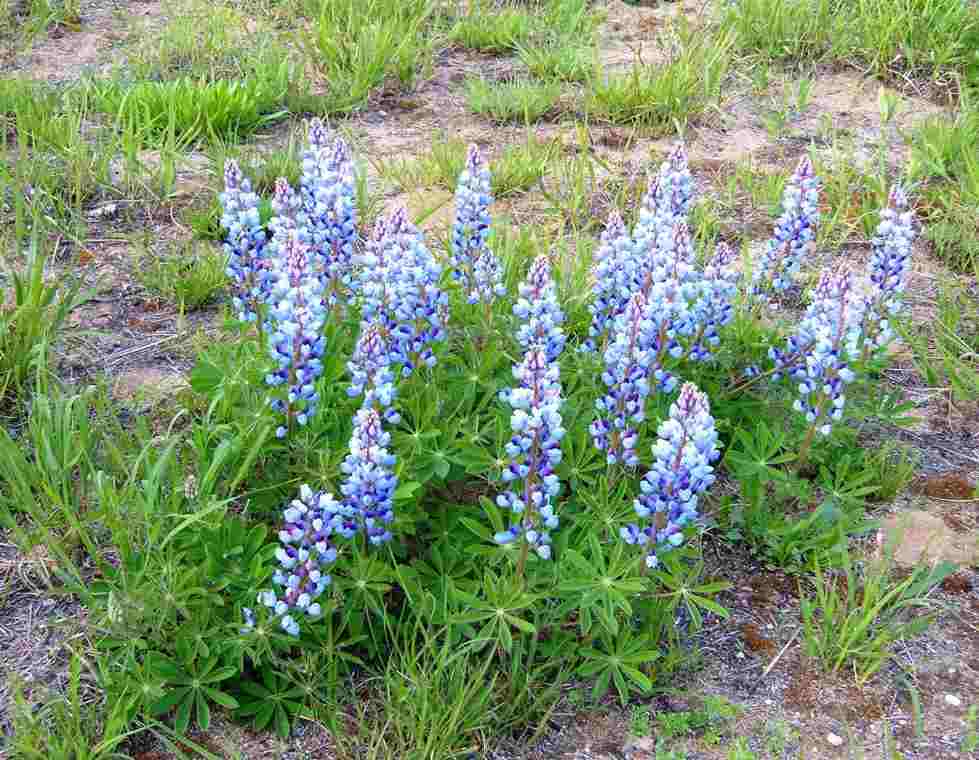 Wild Lupine